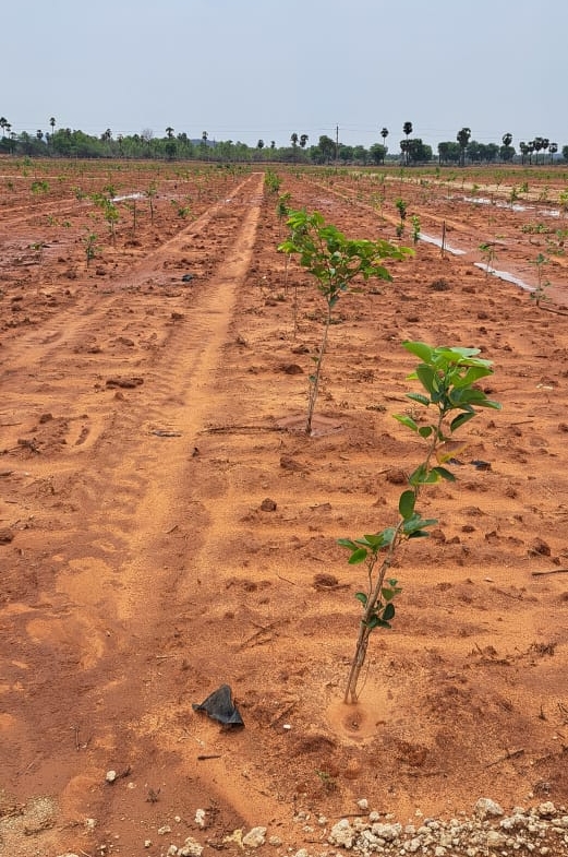 Farm lands in prakasam district