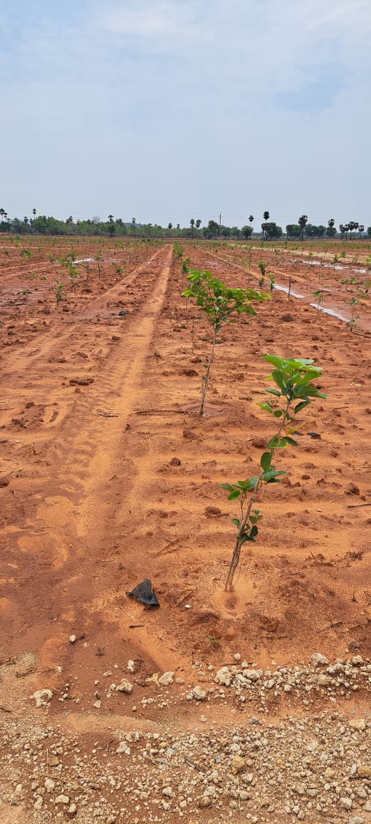 Farm lands in prakasam district